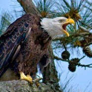 Earthspan tracks eagles rescued from mud pit