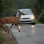 Assessment of Deer-Vehicle Collisions Using GIS and GPS