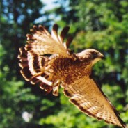 Broad-winged hawk: Movements and habitat association during migration and wintering periods