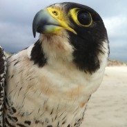 53 Years of Peregrine Falcon Studies
