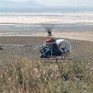 Satellite Tracking Feral Horses and Pronghorn Antelope