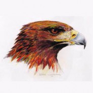 A Study of The Golden Eagle in Mexico