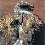 Satellite Tracking Ferruginous Hawks
