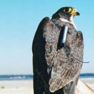 Summary of Final Report: Study of Peregrine Falcons Wintering on the Gulf Coast of Mexico
