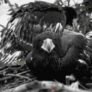 Steller’s Sea Eagle Reseach In Russia