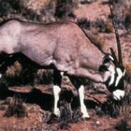 Satellite Tracking Oryx