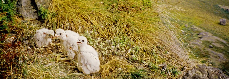 peregrine-chicks-oncliff