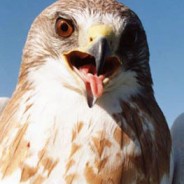 Swainson’s Hawk: Scientific Research Rescues Species Before Threatened or Endangered Status Listing is Needed
