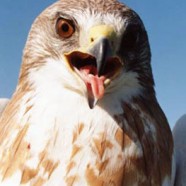 Swainson’s Hawk: Scientific Research Rescues Species Before Threatened or Endangered Status Listing is Needed