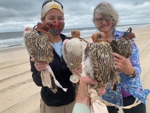 Katie Gipson and Twig Craighead George with four captured peregrines